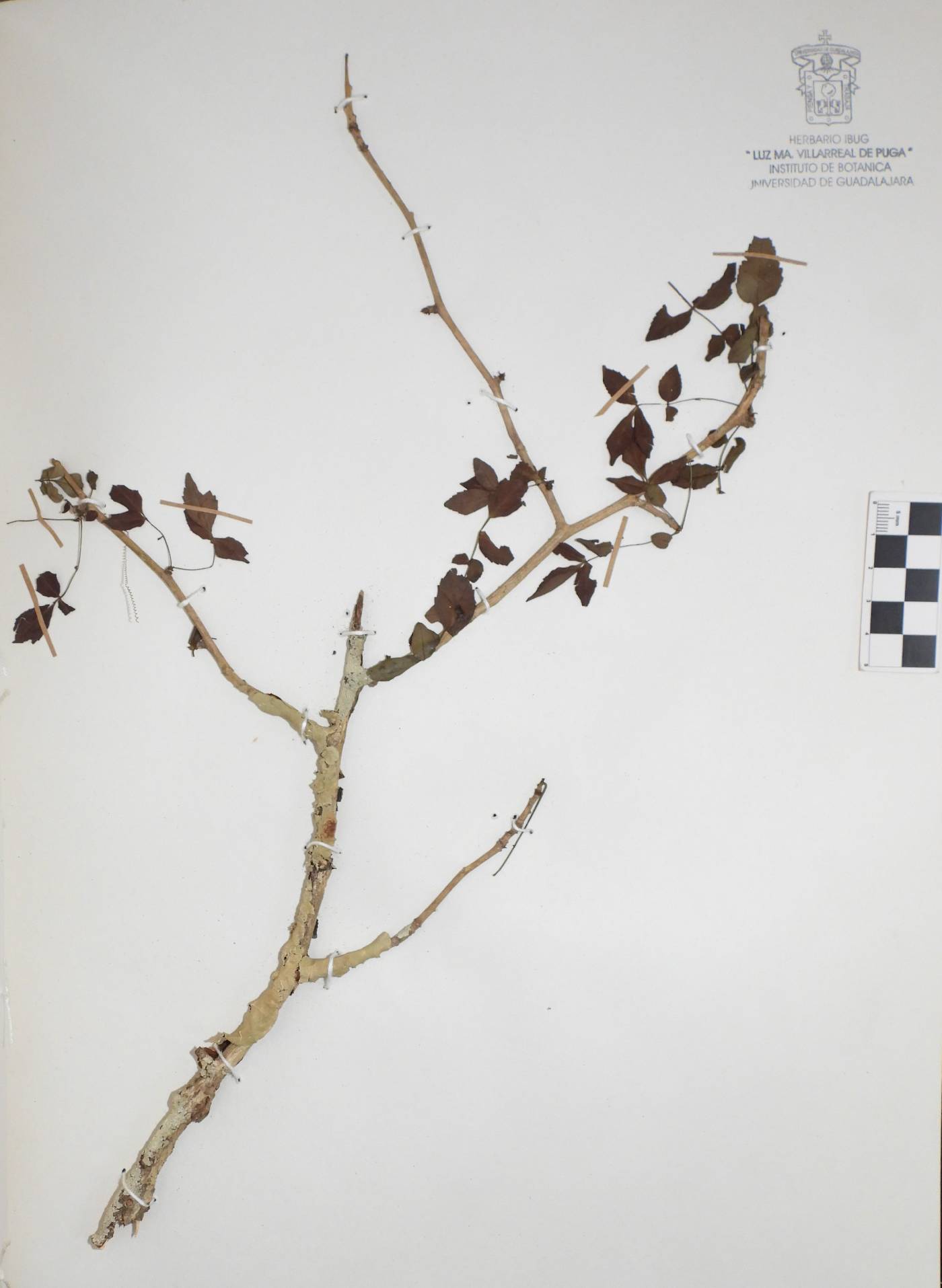 Bursera palaciosii image