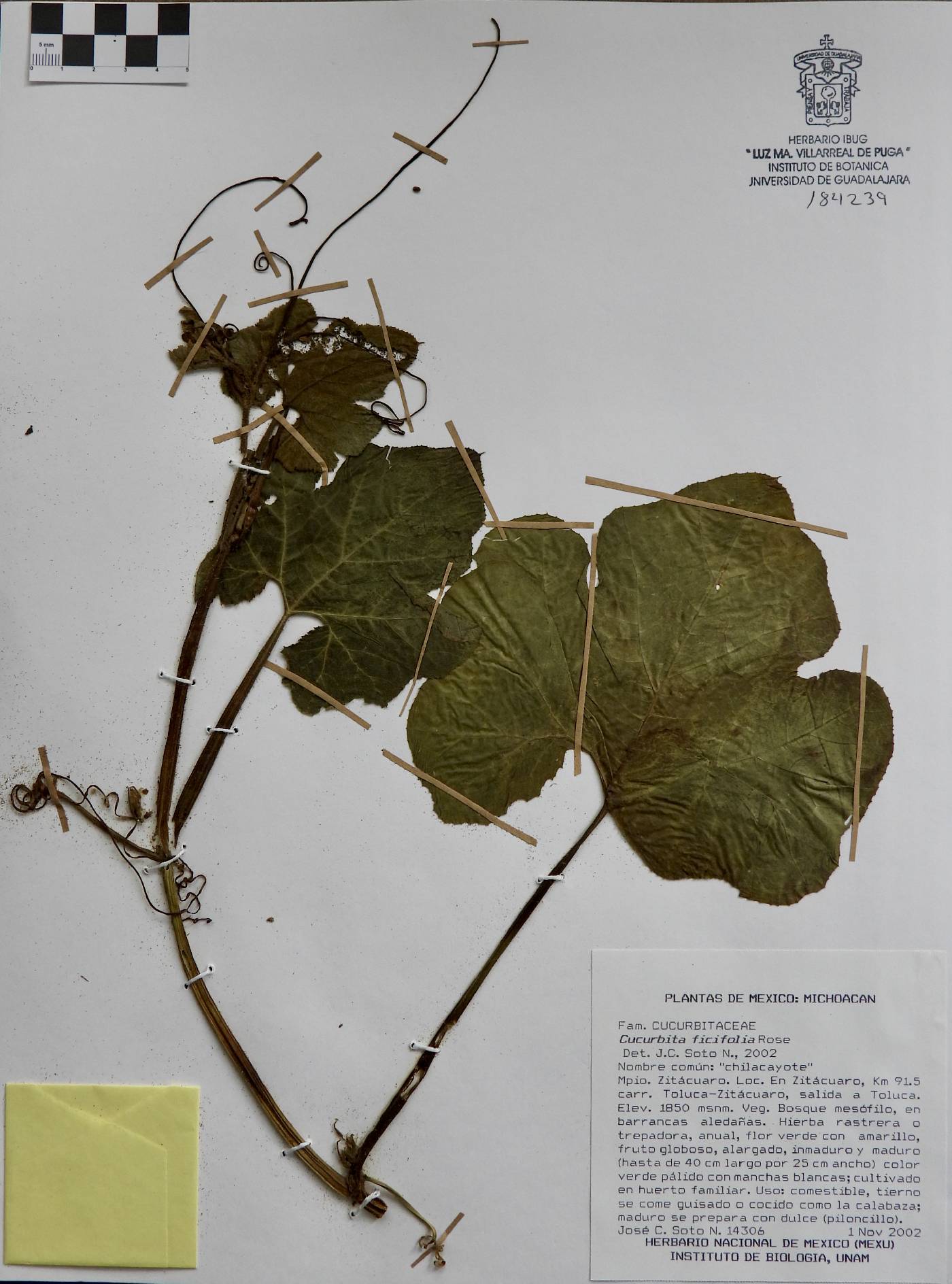 Cucurbita ficifolia image