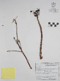 Bursera attenuata image