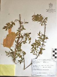 Bursera vasquezyanesii image