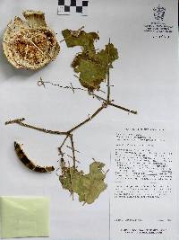 Cucurbita argyrosperma image