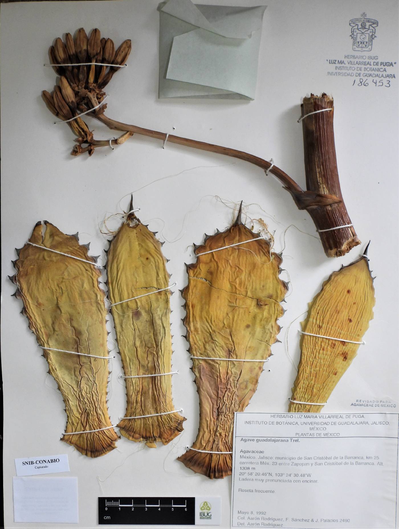 Agave guadalajarana image