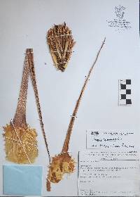 Bromelia hemisphaerica image