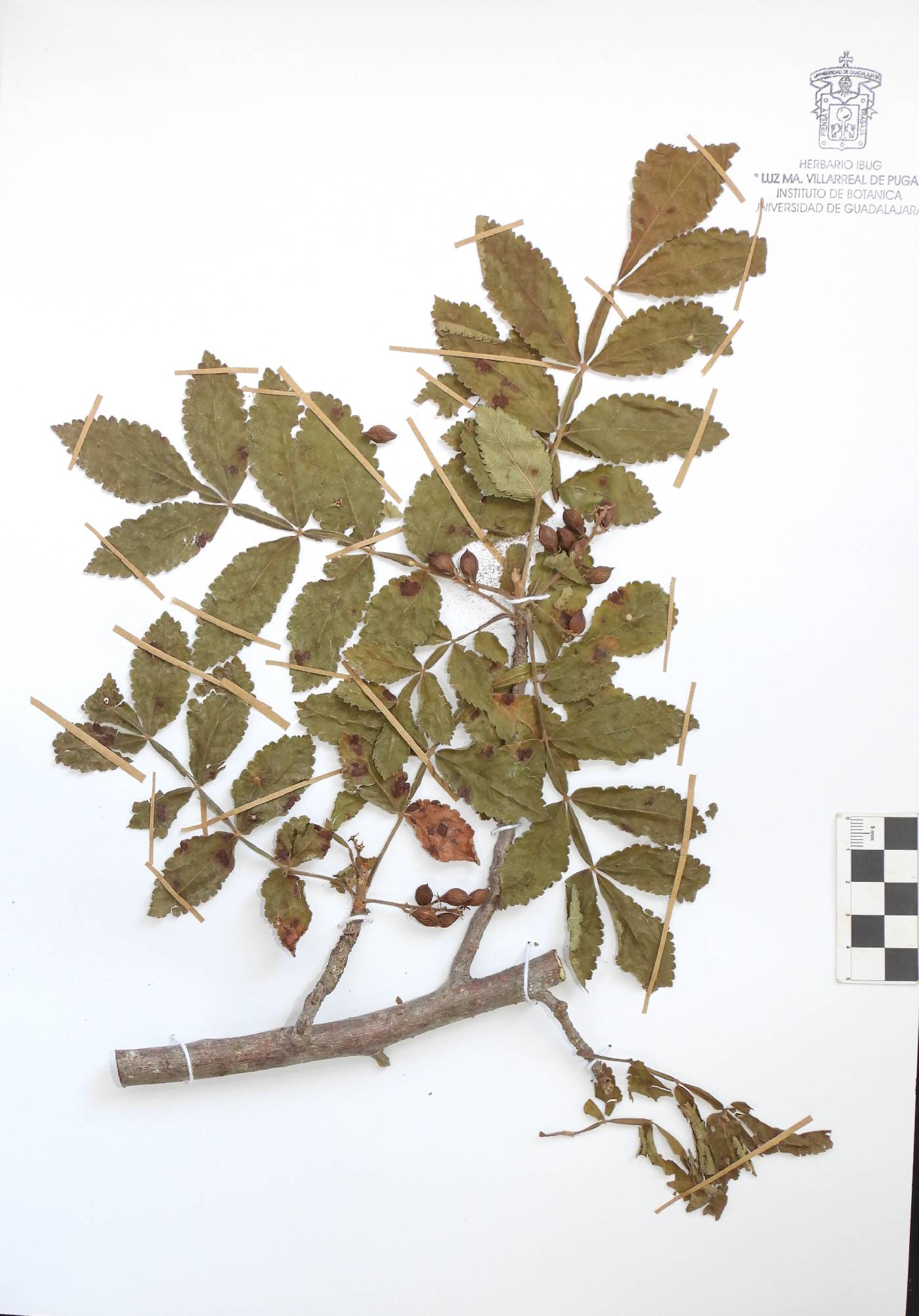 Bursera excelsa image