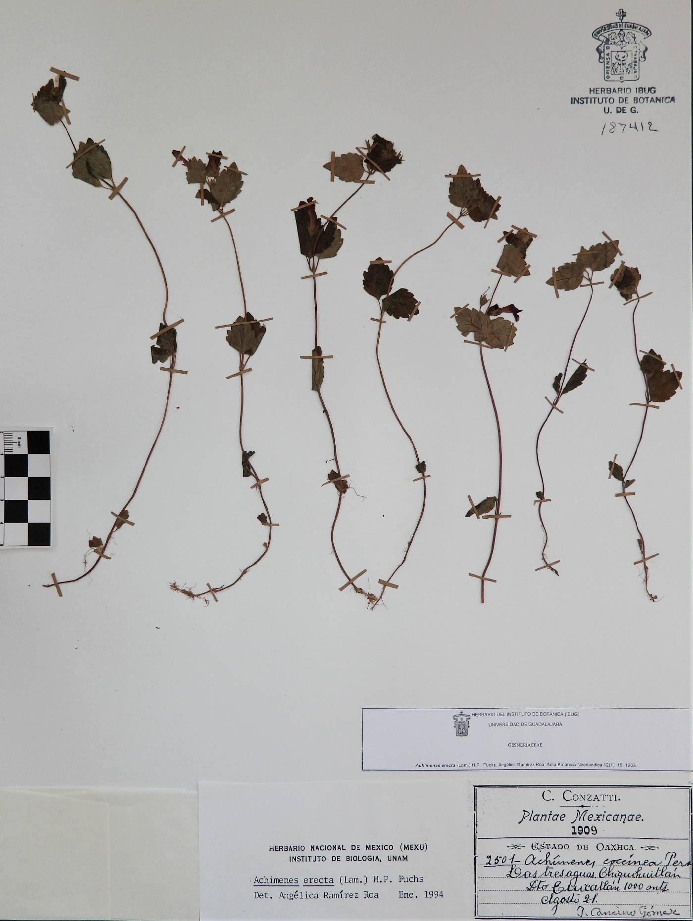 Achimenes erecta image