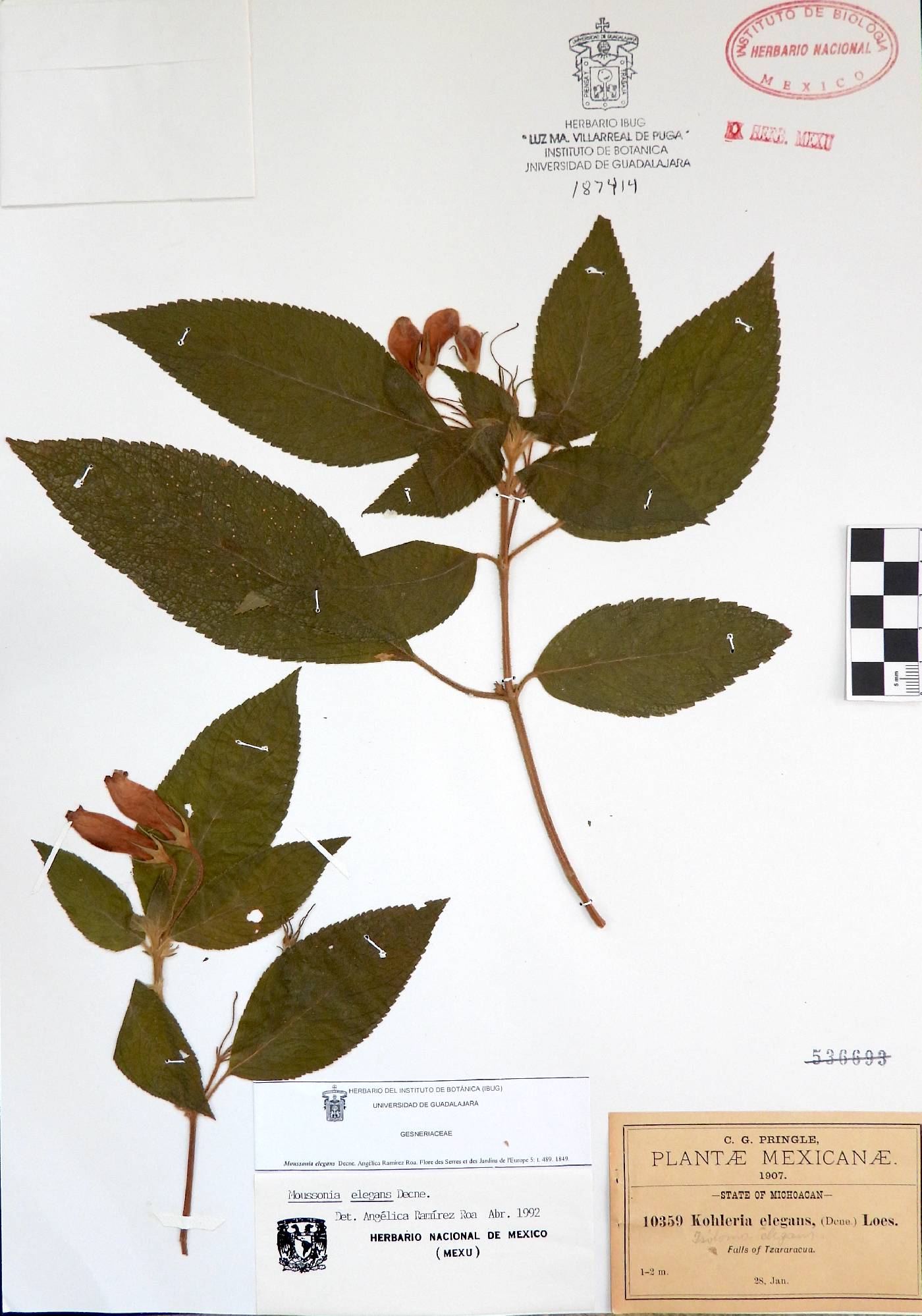 Moussonia elegans image