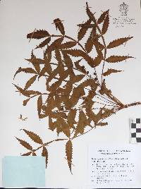 Bursera graveolens image