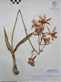 Laelia autumnalis image