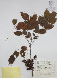 Bursera simaruba image