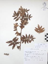 Bursera copallifera image