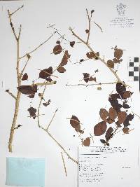 Bursera palaciosii image