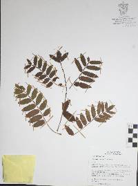 Bursera palmeri image