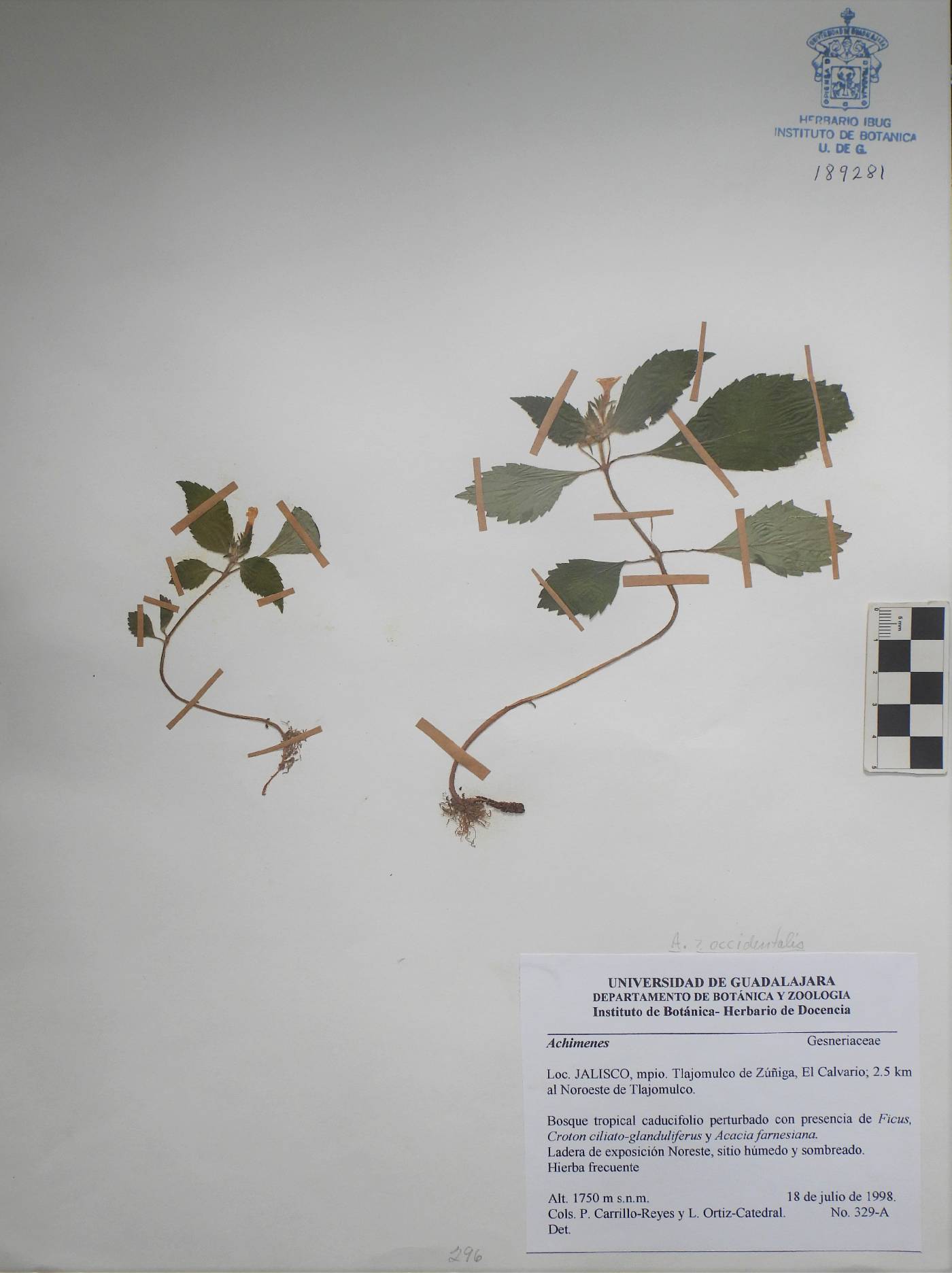 Achimenes occidentalis image