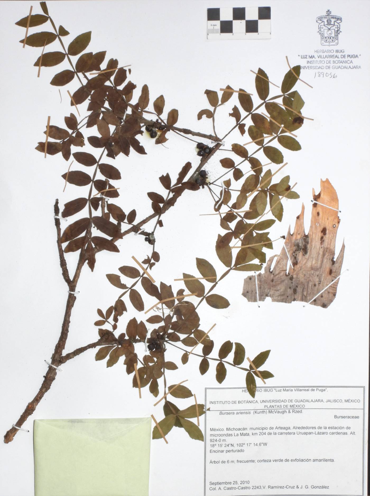 Bursera ariensis image