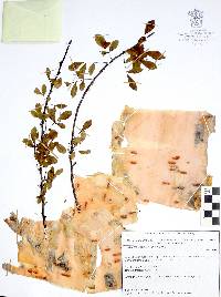 Bursera fagaroides image