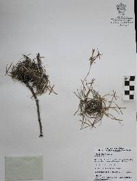 Tillandsia recurvata image