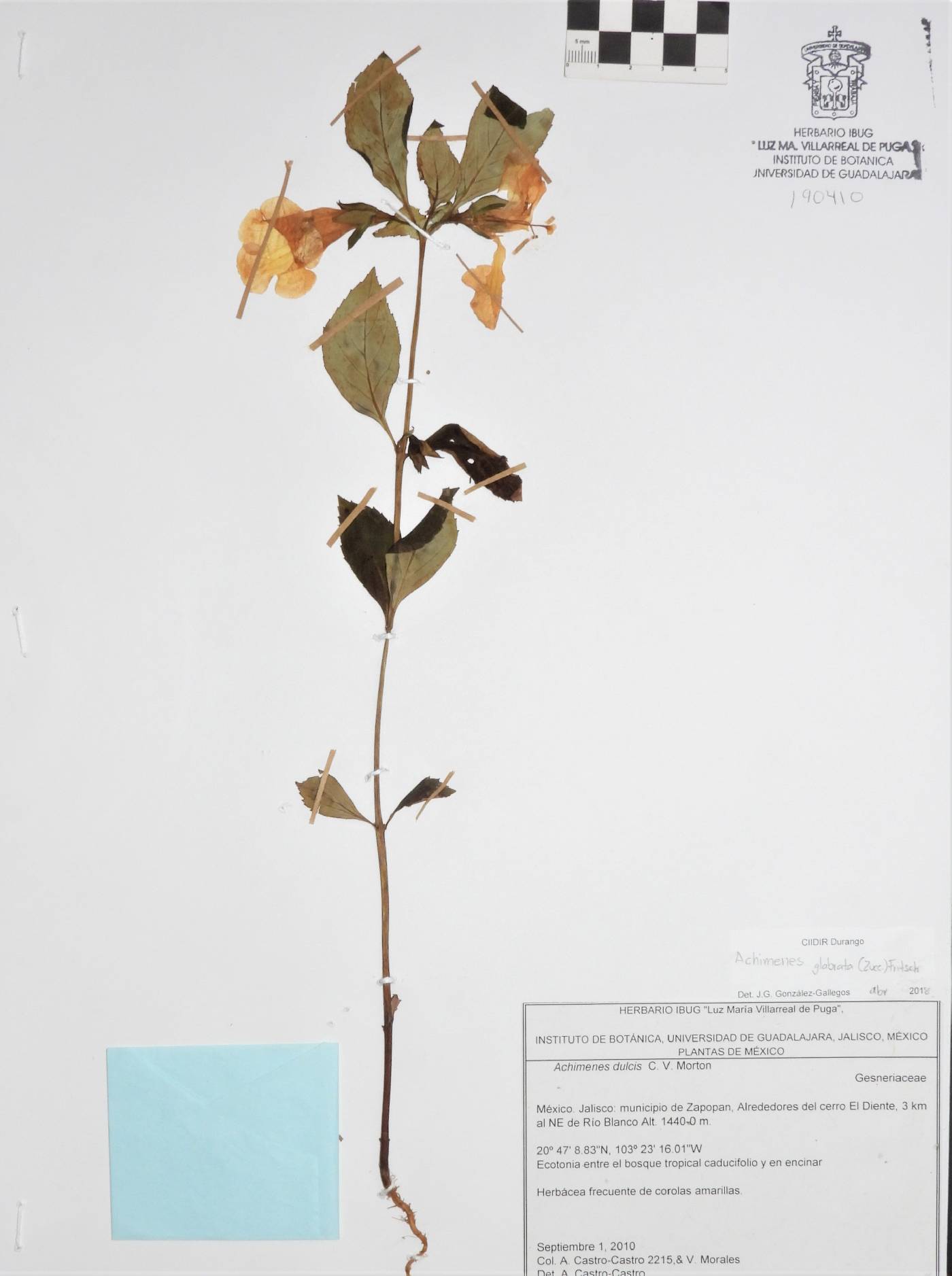 Achimenes glabrata image