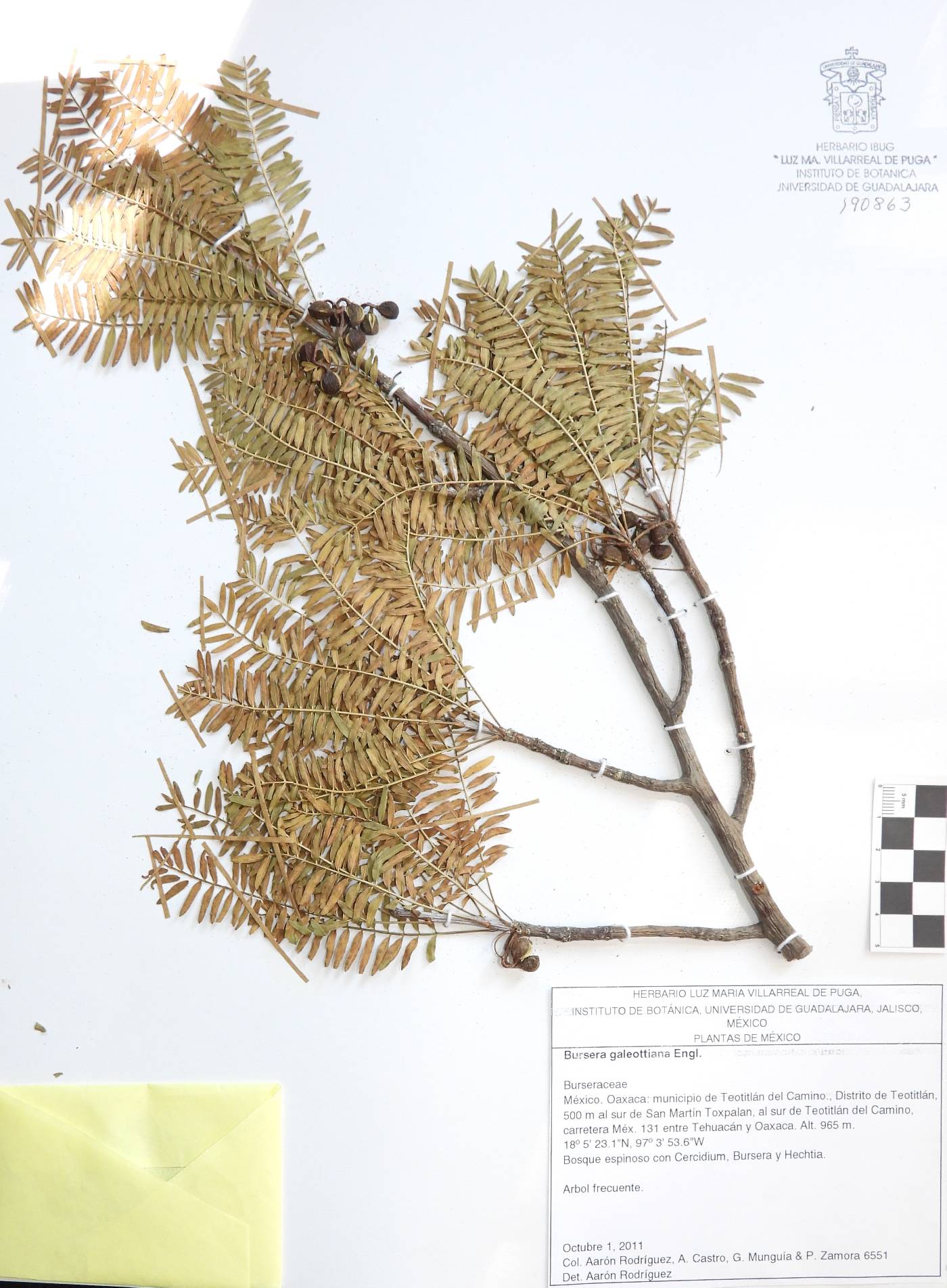 Bursera galeottiana image