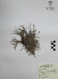 Tillandsia recurvata image