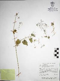 Commicarpus scandens image