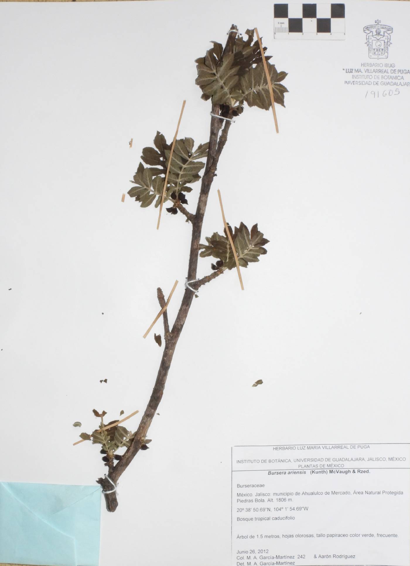 Bursera ariensis image