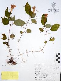 Achimenes antirrhina image