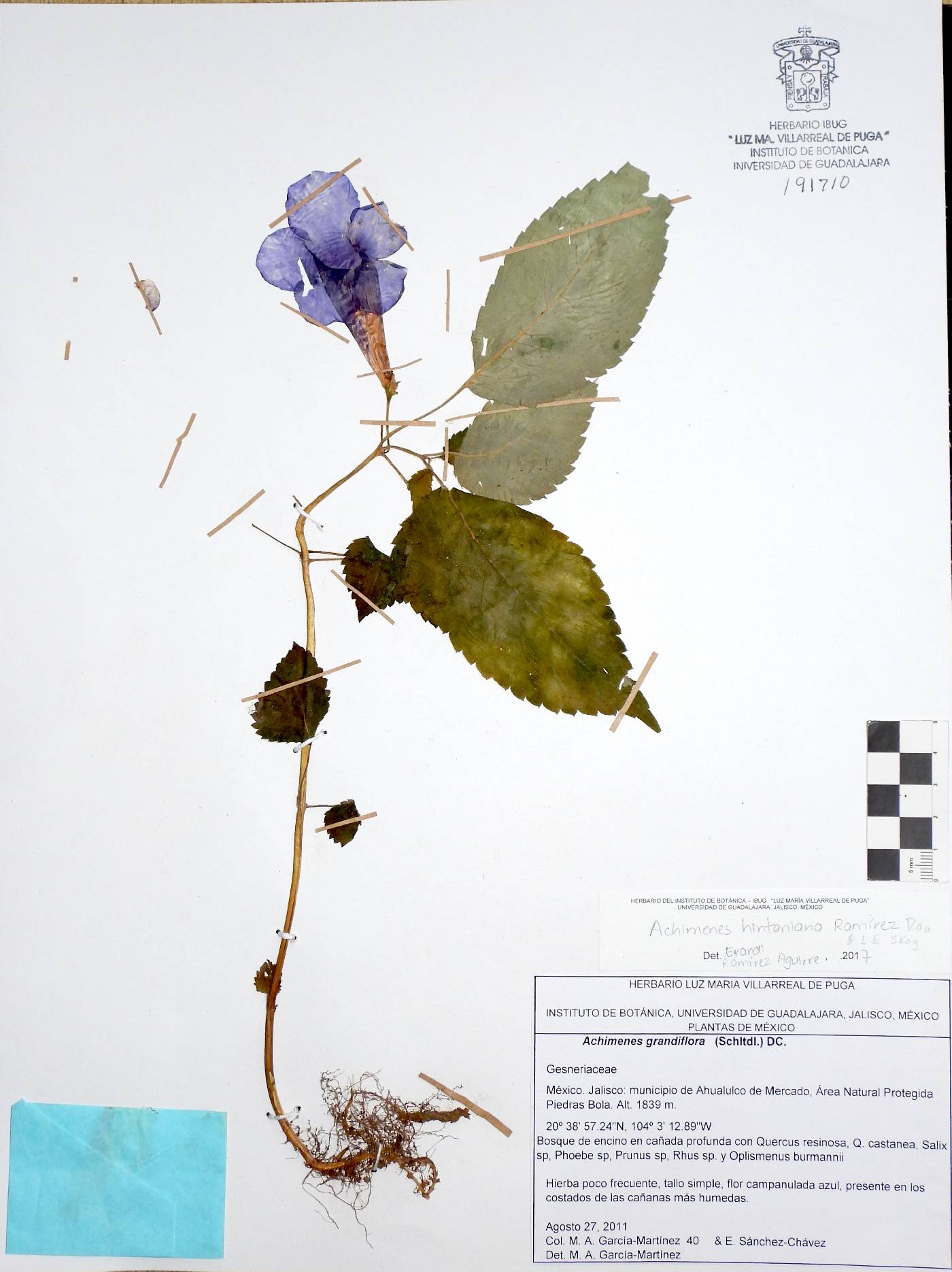 Achimenes hintoniana image