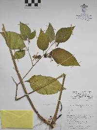 Jaltomata procumbens image