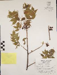 Bursera longipes image