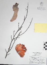 Bursera multifolia image