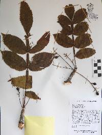 Bursera hintonii image