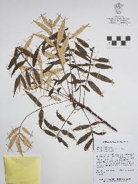 Bursera bicolor image