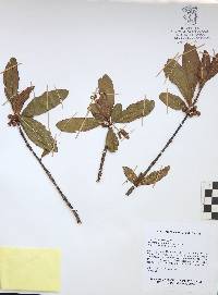 Bursera crenata image