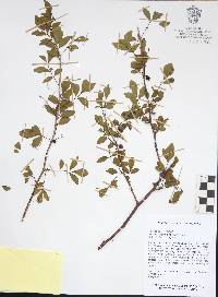 Bursera fagaroides image