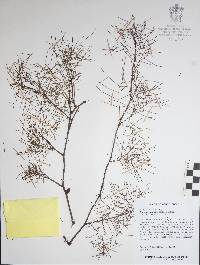 Bursera paradoxa image