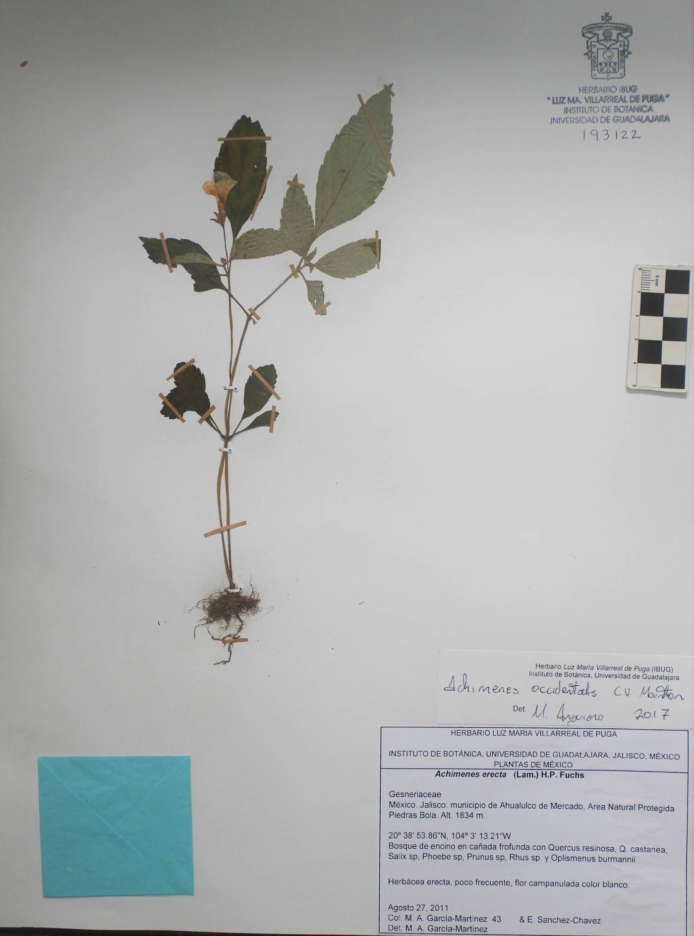 Achimenes occidentalis image