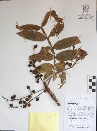 Bursera hintonii image