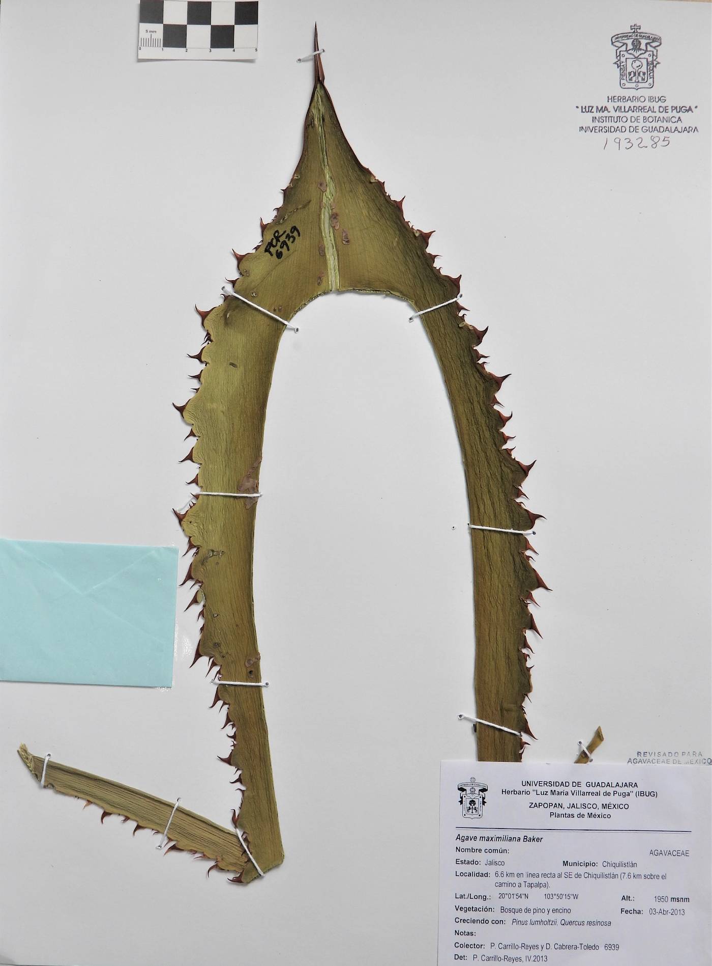 Agave maximiliana image