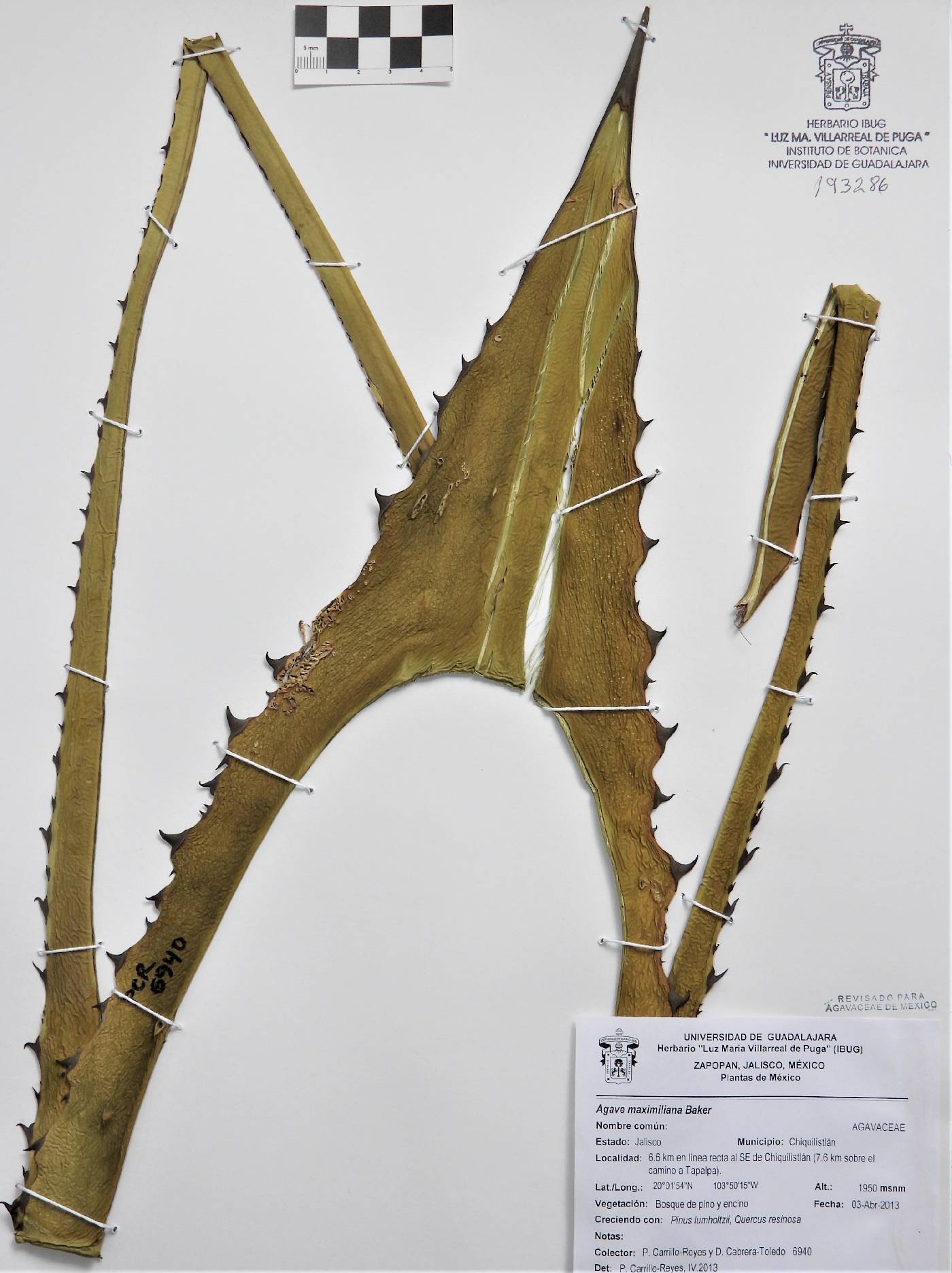 Agave maximiliana image