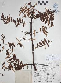 Bursera aspleniifolia image