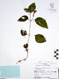 Achimenes antirrhina image