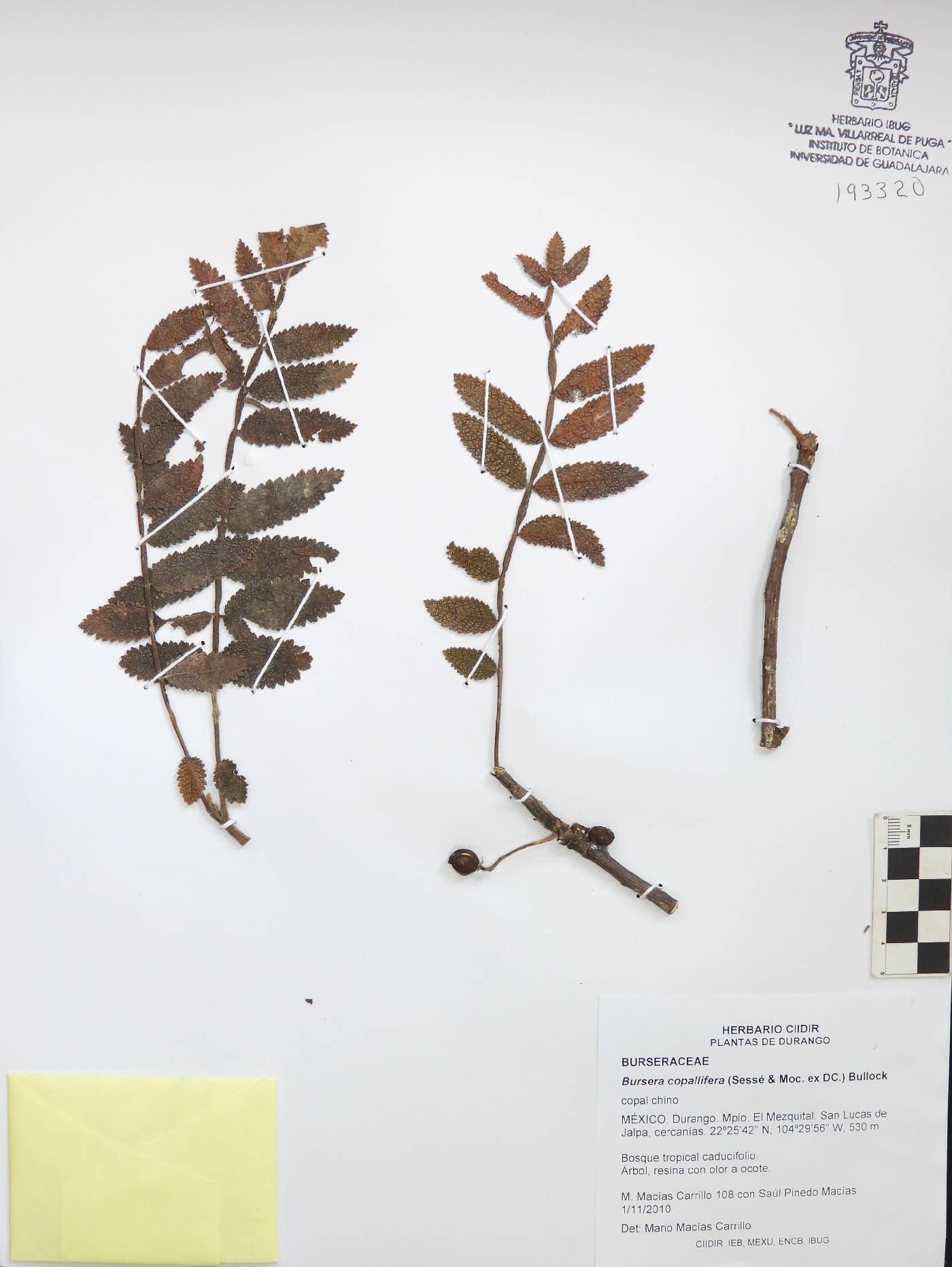 Bursera copallifera image