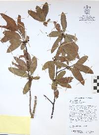 Bursera crenata image