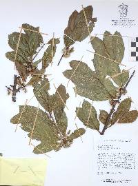 Bursera crenata image