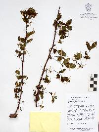 Bursera fagaroides image