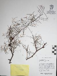 Bursera paradoxa image