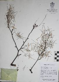 Bursera paradoxa image