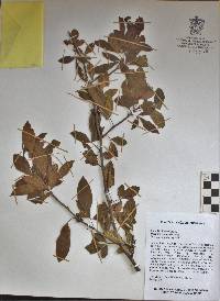 Bursera trimera image