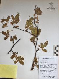 Bursera trimera image