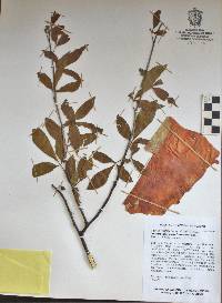 Bursera trimera image